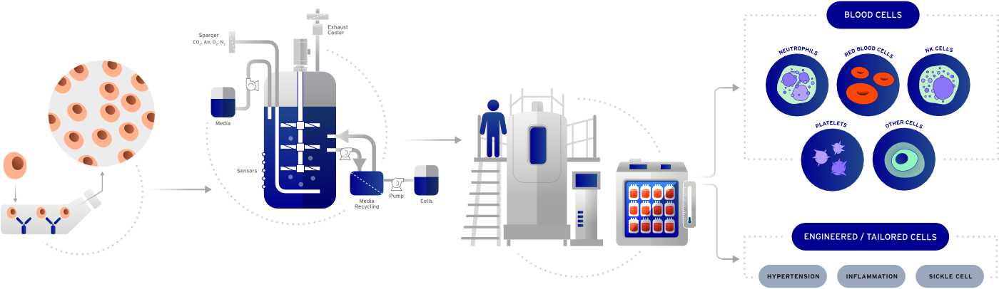Safi Biotherapeutics About Graphic